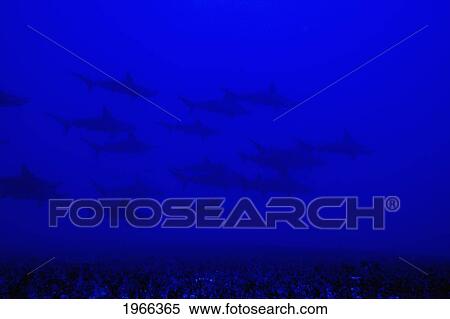 Hawaii, Near Mokuho'oniki Islet Off Molokai, School Of Scalloped Hammerhead Sharks (Sphyrna Lewini) In Blue Ocean Over Reef. View Large Photo Image Stock Photography - Hawaii, Near Mokuho'oniki Islet Off Molokai, School Of Scalloped Hammerhead Sharks (Sphyrna Lewini) In Blue Ocean Over Reef.. Fotosearch