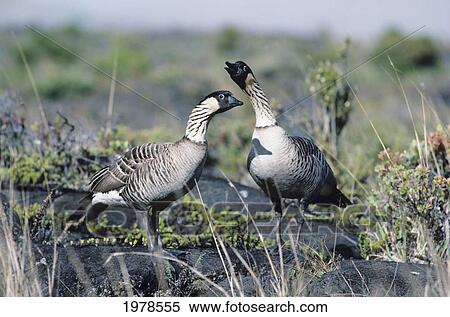 Stock Photography - Hawaii, Nene Geese (Neosochen Sandvicensis) Pair In Natural Surrounding.. Fotosearch
