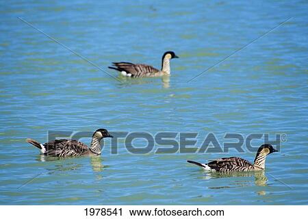 Stock Image - Hawaii, Nene Geese (Nesochen Sandvicensis) Floating On Water.. Fotosearch