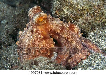 Stock Image - Hawaii, Night Octopus (Octopus Ornatus) Close-Up Camouflaged In Coral A87E. Fotosearch