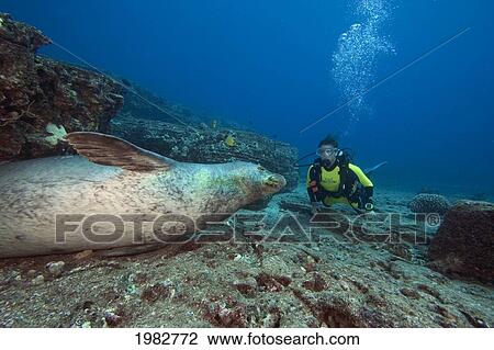 Hawaii, Niihau, Diver With A Hawaiian Monk Seal (Monachus Schauinslandi). View Large Photo Image Stock Image - Hawaii, Niihau, Diver With A Hawaiian Monk Seal (Monachus Schauinslandi).. Fotosearch