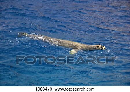 Stock Image - Hawaii, Niihau, Hawaiian Monk Seal, (Monachus Schauinslandi) Swims Off Lehua Rock.. Fotosearch