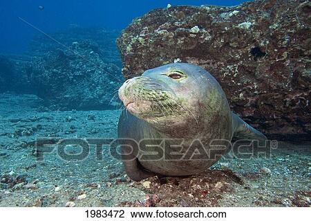 Stock Image - Hawaii, Niihau, Hawaiian Monk Seal, (Monachus Schauinslandi) On The Sandy Ocean Floor.. Fotosearch
