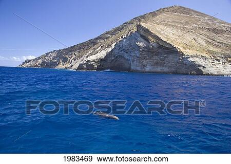 Stock Photo - Hawaii, Niihau, Hawaiian Monk Seal, (Monachus Schauinslandi) Swims Off Lehua Rock.. Fotosearch