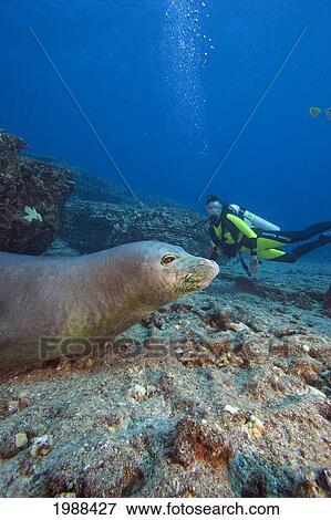 Hawaii, Niihau, Hawaiian Monk Seal (Monachus Schauinslandi) Underwater, Diver In Background View Large Photo Image Stock Photo - Hawaii, Niihau, Hawaiian Monk Seal (Monachus Schauinslandi) Underwater, Diver In Background. Fotosearch