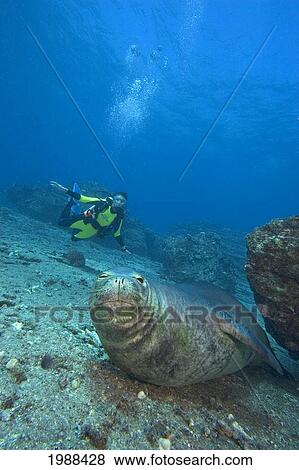 Stock Photo - Hawaii, Niihau, Hawaiian Monk Seal (Monachus Schauinslandi) Underwater, Diver In Background. Fotosearch