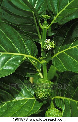 Stock Photo - Hawaii, Noni (Indian Mulberry)[Morinda Citrifolia], Closeup View.. Fotosearch