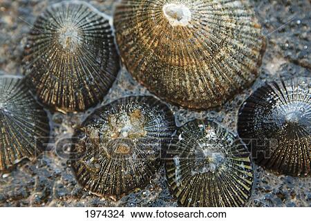 Hawaii, Oahu, A Bunch Of Fresh Limpets Opihi Laying On A Rock. View Large Photo Image Picture - Hawaii, Oahu, A Bunch Of Fresh Limpets Opihi Laying On A Rock.. Fotosearch