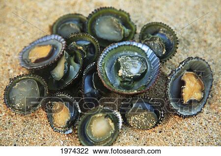 Stock Image - Hawaii, Oahu, A Bunch Of Fresh Limpets Opihi Laying On Sand.. Fotosearch