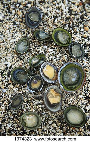 Hawaii, Oahu, A Bunch Of Fresh Limpets Opihi Laying On Sand. View Large Photo Image Stock Image - Hawaii, Oahu, A Bunch Of Fresh Limpets Opihi Laying On Sand.. Fotosearch