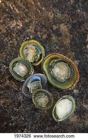 Stock Photograph - Hawaii, Oahu, A Bunch Of Fresh Limpets Opihi Laying On A Rock.. Fotosearch