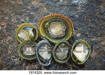 Stock Photography - Hawaii, Oahu, A Bunch Of Fresh Limpets Opihi Laying On A Rock.. Fotosearch