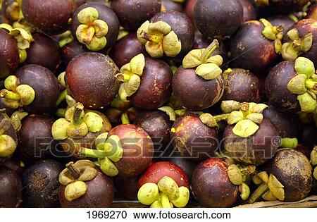 Hawaii, Oahu, A Bunch Of Purple Mangosteen (Garcinia Mangostana). View Large Photo Image Stock Image - Hawaii, Oahu, A Bunch Of Purple Mangosteen (Garcinia Mangostana).. Fotosearch