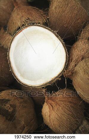 Stock Image - Hawaii, Oahu, A Coconut In Halves, White Meaty Fruit.. Fotosearch