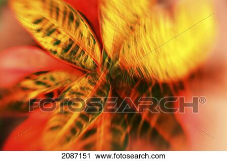 Stock Image - Hawaii, Oahu, Abstract image of a colorful Croton plant.. Fotosearch