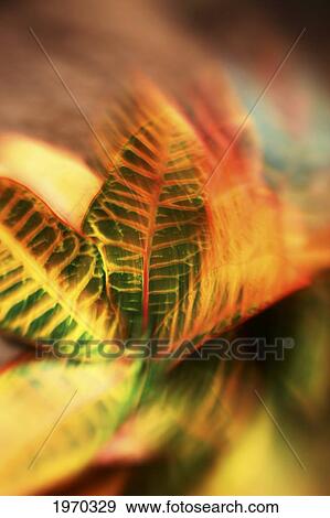 Stock Photo - Hawaii, Oahu, Abstract Image Of A Colorful Croton Plant.. Fotosearch