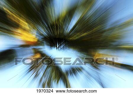 Picture - Hawaii, Oahu, Abstract Image Of Blurred Palm Trees.. Fotosearch