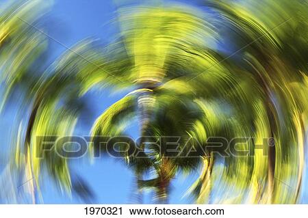 Stock Image - Hawaii, Oahu, Abstract Image Of Blurred Palm Trees.. Fotosearch
