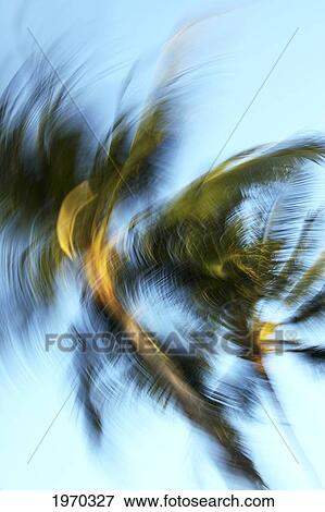 Hawaii, Oahu, Abstract Image Of Blurred Palm Trees. View Large Photo Image Stock Photo - Hawaii, Oahu, Abstract Image Of Blurred Palm Trees.. Fotosearch