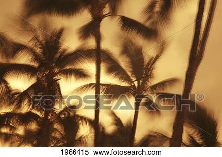 Stock Photography - Hawaii, Oahu, Abstract Motion Blur Of Palm Trees, Long Exposure.. Fotosearch