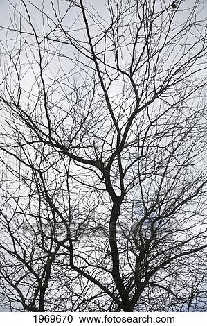 Stock Image - Hawaii, Oahu, Abstract Pattern Of Leafless Tree With Many Branches. Fotosearch