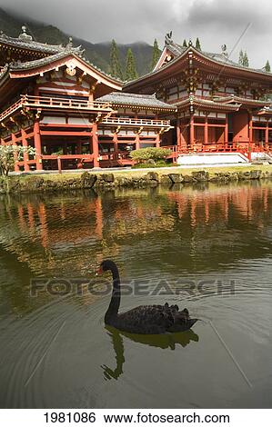 Hawaii, Oahu, Ahuimanu Valley, Valley Of The Temples, Black Swan In Pond At Byodo-In Temple. View Large Photo Image Stock Photograph - Hawaii, Oahu, Ahuimanu Valley, Valley Of The Temples, Black Swan In Pond At Byodo-In Temple.. Fotosearch