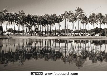 Hawaii, Oahu, Ala Moana Beach Park, Line Of Palm Trees And Reflections In Pond (Sepia Photograph). View Large Photo Image Stock Image - Hawaii, Oahu, Ala Moana Beach Park, Line Of Palm Trees And Reflections In Pond (Sepia Photograph).. Fotosearch