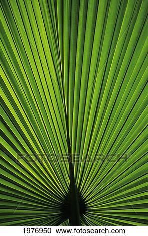 Stock Image - Hawaii, Oahu, Backlit Fan Palm Leaf.. Fotosearch
