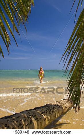 Hawaii, Oahu, Beautiful Young Woman Walking In From Water On A Tropical Beach View Large Photo Image Stock Photo - Hawaii, Oahu, Beautiful Young Woman Walking In From Water On A Tropical Beach. Fotosearch