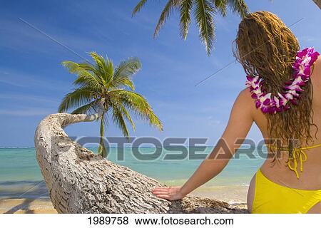 Stock Photo - Hawaii, Oahu, Beautiful Young Woman Sitting On A Palm Tree On A Tropical Beach.. Fotosearch