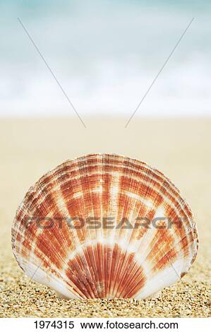 Stock Photography - Hawaii, Oahu, Brown And White Clam Shell On Sand.. Fotosearch