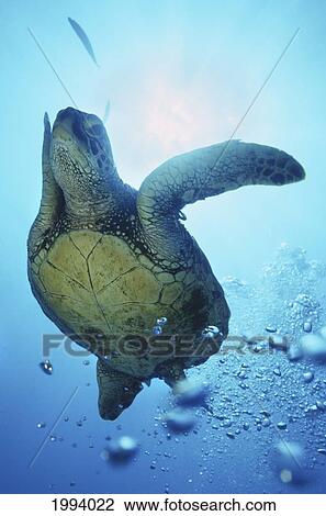 Hawaii, Oahu, Canyons Waikiki, Close-Up Of Green Sea Turtle (Chelonia Mydas) View Large Photo Image Stock Image - Hawaii, Oahu, Canyons Waikiki, Close-Up Of Green Sea Turtle (Chelonia Mydas). Fotosearch