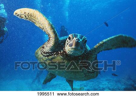 Stock Image - Hawaii, Oahu, Canyons Waikiki, Close-Up Of Green Sea Turtle (Chelonia Mydas). Fotosearch