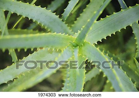 Stock Image - Hawaii, Oahu, Close Up Of Aloe Garden.. Fotosearch