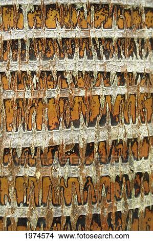 Picture - Hawaii, Oahu, Close-Up Of Coconut Palm Tree Bark Texture.. Fotosearch
