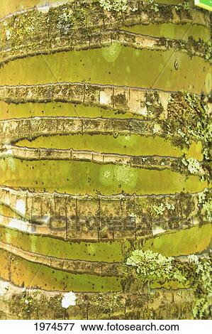 Hawaii, Oahu, Close-Up Of Coconut Palm Tree Bark Texture. View Large Photo Image Stock Photo - Hawaii, Oahu, Close-Up Of Coconut Palm Tree Bark Texture.. Fotosearch
