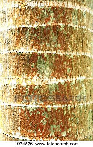 Stock Photograph - Hawaii, Oahu, Close-Up Of Coconut Palm Tree Bark Texture.. Fotosearch