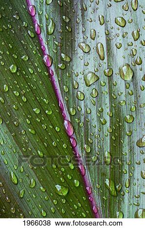 Stock Photo - Hawaii, Oahu, Close Up Of Green Ti Leaf With Raindrops.. Fotosearch