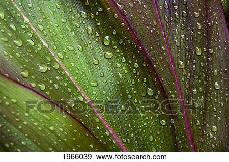Stock Photo - Hawaii, Oahu, Close Up Of Green Ti Leaf With Raindrops.. Fotosearch