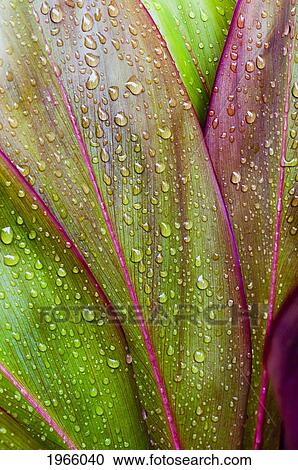 Stock Image - Hawaii, Oahu, Close Up Of Green Ti Leaves With Raindrops.. Fotosearch