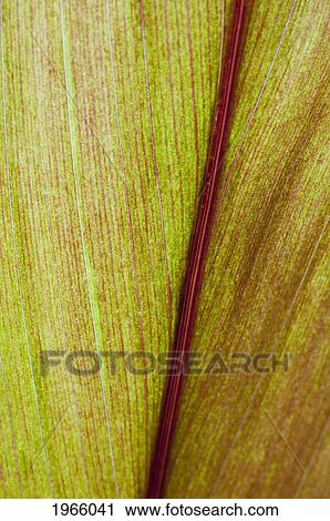 Hawaii, Oahu, Close Up Of Green Ti Leaves. View Large Photo Image Stock Image - Hawaii, Oahu, Close Up Of Green Ti Leaves.. Fotosearch