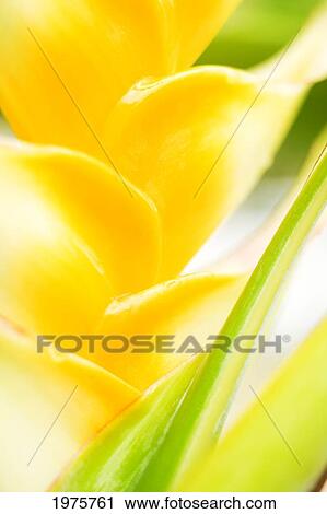 Stock Image - Hawaii, Oahu, Close-Up Of Heliconia Plant.. Fotosearch