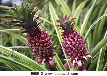Hawaii, Oahu, Close Up Of Two Pink Pineapples Growing In A Pineapple Farm View Large Photo Image Stock Image - Hawaii, Oahu, Close Up Of Two Pink Pineapples Growing In A Pineapple Farm. Fotosearch