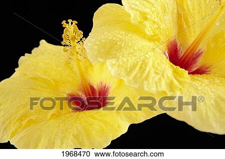 Stock Image - Hawaii, Oahu, Close-Up Of Two Yellow Hibiscus With Droplets On A Black Background.. Fotosearch