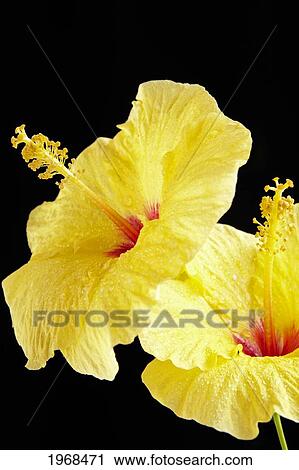 Stock Image - Hawaii, Oahu, Close-Up Of Two Yellow Hibiscus With Droplets On A Black Background.. Fotosearch