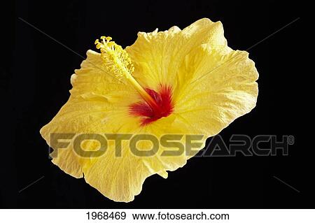 Hawaii, Oahu, Close-Up Of Yellow Hibiscus On A Black Background. View Large Photo Image Stock Photo - Hawaii, Oahu, Close-Up Of Yellow Hibiscus On A Black Background.. Fotosearch