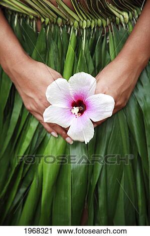Stock Image - Hawaii, Oahu, Closeup Of Hula Dancer Hands Holding A White Hibiscus Flower.. Fotosearch