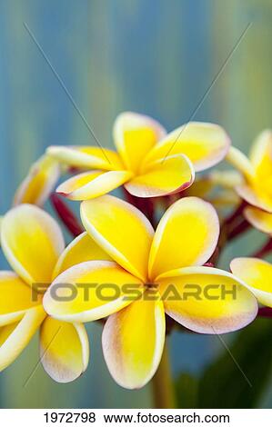 Stock Photo - Hawaii, Oahu, Cluster Of Plumeria Blossoms.. Fotosearch