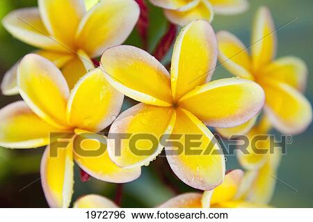 Stock Photograph - Hawaii, Oahu, Cluster Of Plumeria Blossoms.. Fotosearch
