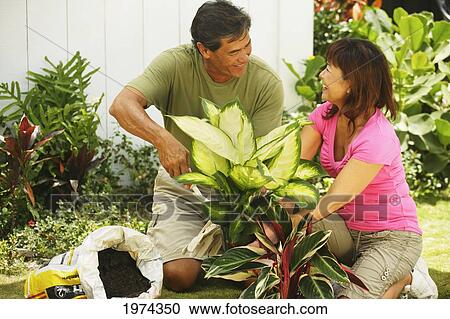 Hawaii, Oahu, Couple Planting A Plant. View Large Photo Image Stock Image - Hawaii, Oahu, Couple Planting A Plant.. Fotosearch